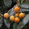 Eriobotrya japonica - Loquat yellow/orange round fleshy fruit