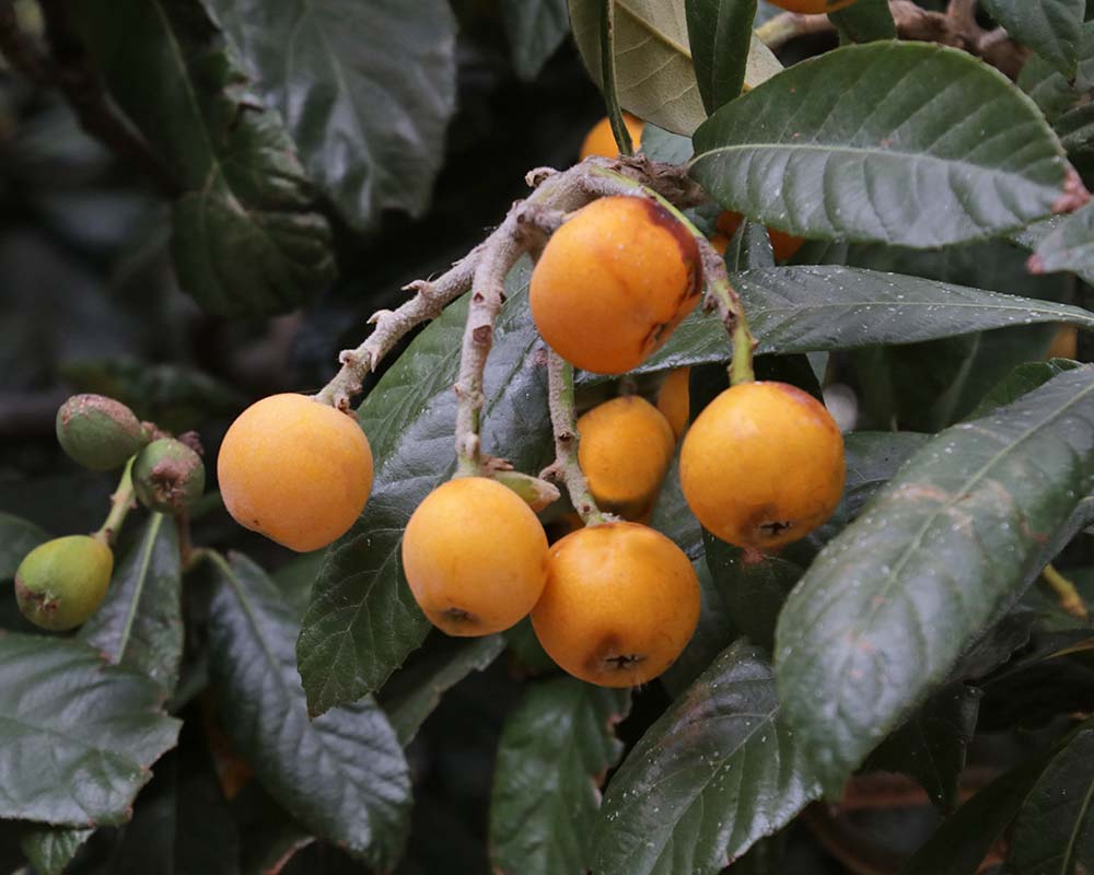 Eriobotrya japonica - Loquat yellow/orange round fleshy fruit