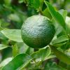 Citrus reticulata Murcott - mandarin