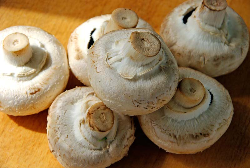 Agaricus campestris, mushroom