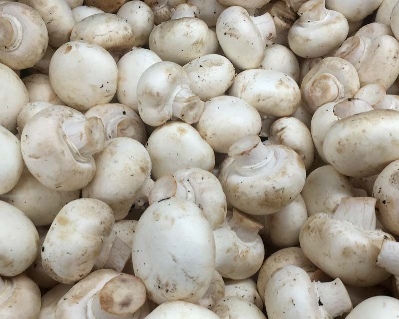 Agaricus campestris Button mushrooms