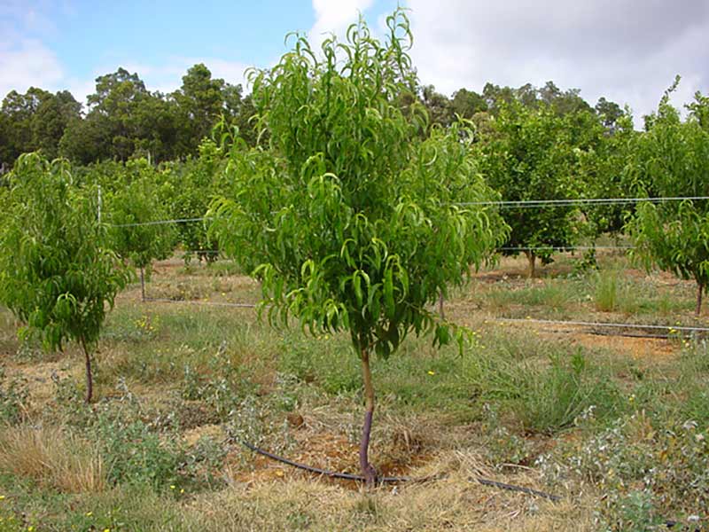 Prunus persica var. nectarina