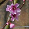 Prunus persica - Nectarine Madame Blancette