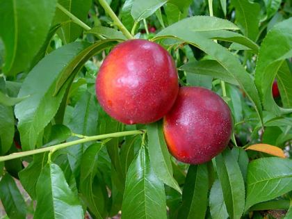 Prunus persica var. nectarina