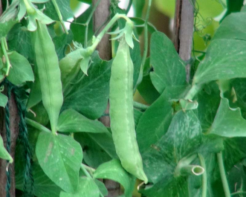 Garden Peas - plump and ready to pic