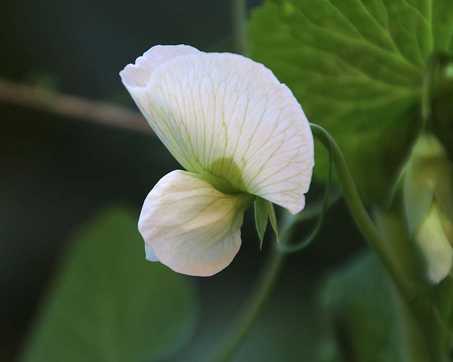 The white flowers of Pisum sativum - the garden pea
