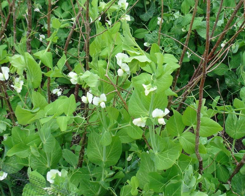 Pisum sativum, the Garden Pea, as grown at Kew Gardens showing how to use a few twigs for support.