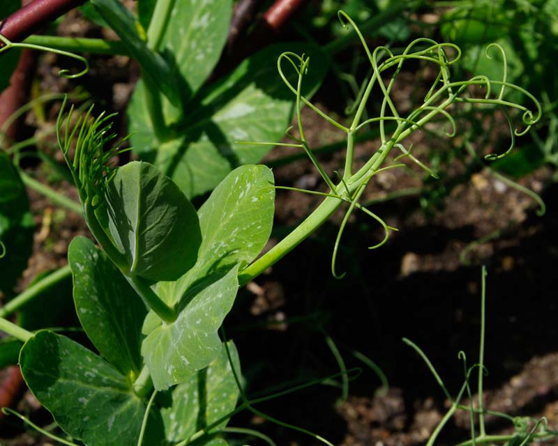 GardensOn   line: Pisum sativum