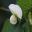 The white flowers of Pisum sativum - the garden pea