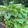 Cucurbita maxima - Golden Nugget - low spreading variety with small fruit