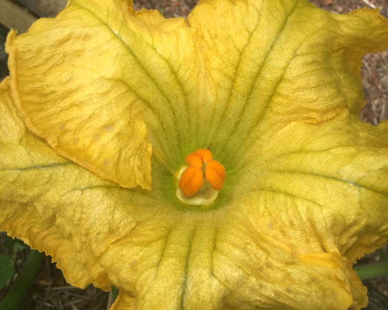 Cucurbita moschata - Butternut Pumpkin - female flower the fruit form behind the female flowers