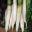 Raphanus Sativus Acanthiformis, the white radish