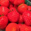 Fragaria x ananassa  - fresh juicy strawberries ready to eat