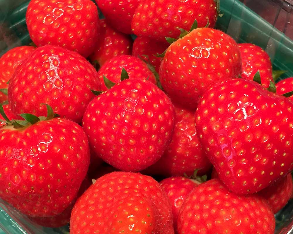 Fragaria x ananassa  - fresh juicy strawberries ready to eat