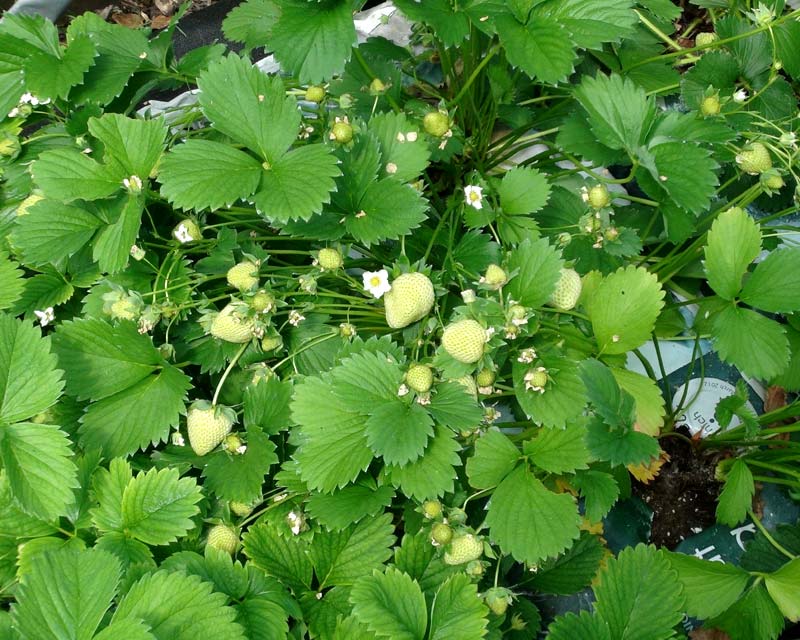 Fragaria x ananassa - The young creamy-green strawberries swell and turn red as they mature.