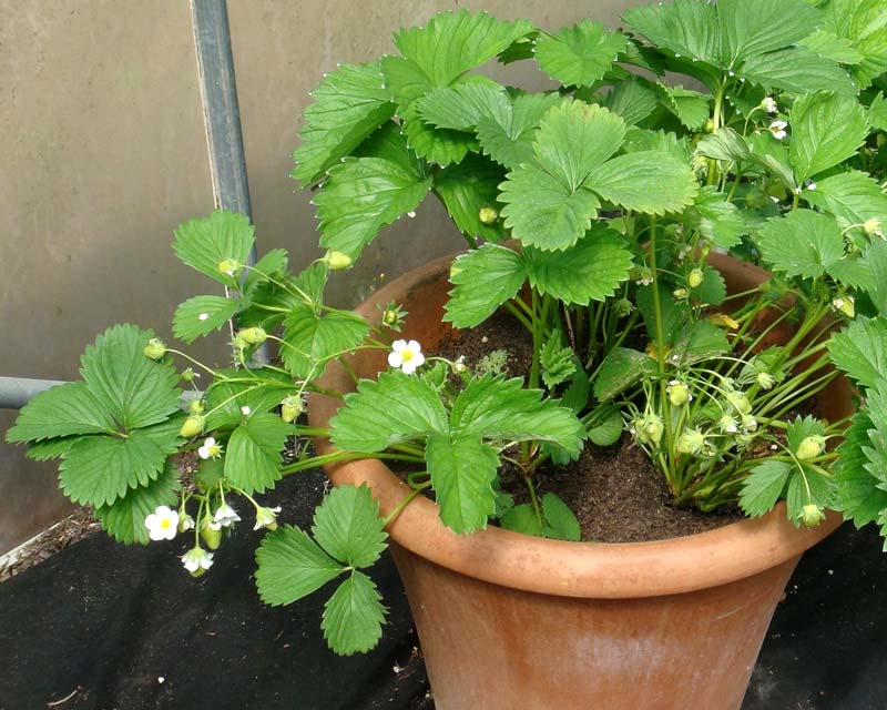 Garden Strawberries can be grown successfully in pots