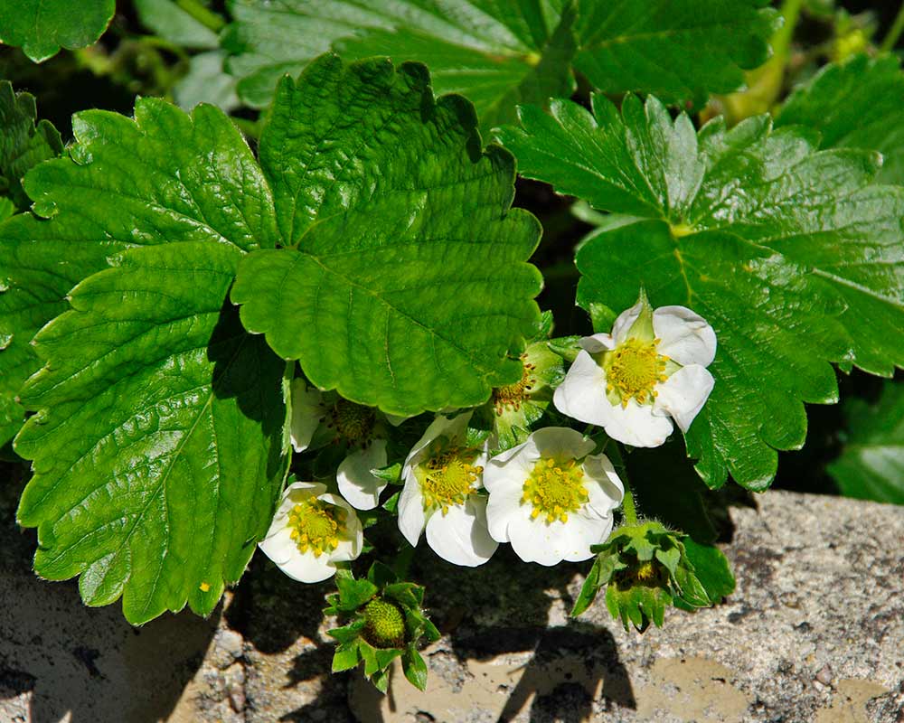 Fragaria x ananassa, this is Red Gauntlet