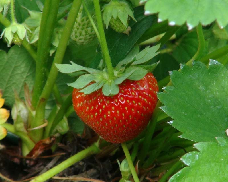 Fragaria x ananassa ripe strawberry ready for picking