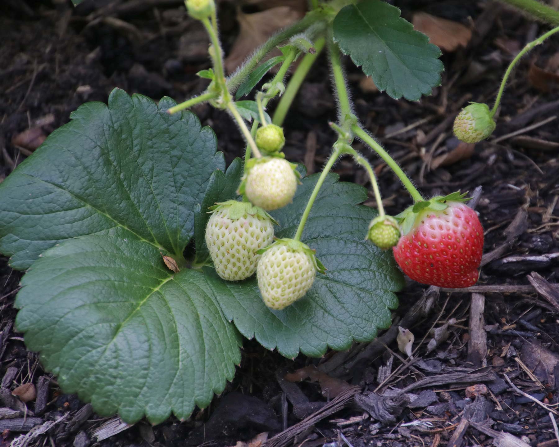 Fragaria x ananassa.  Strawberry