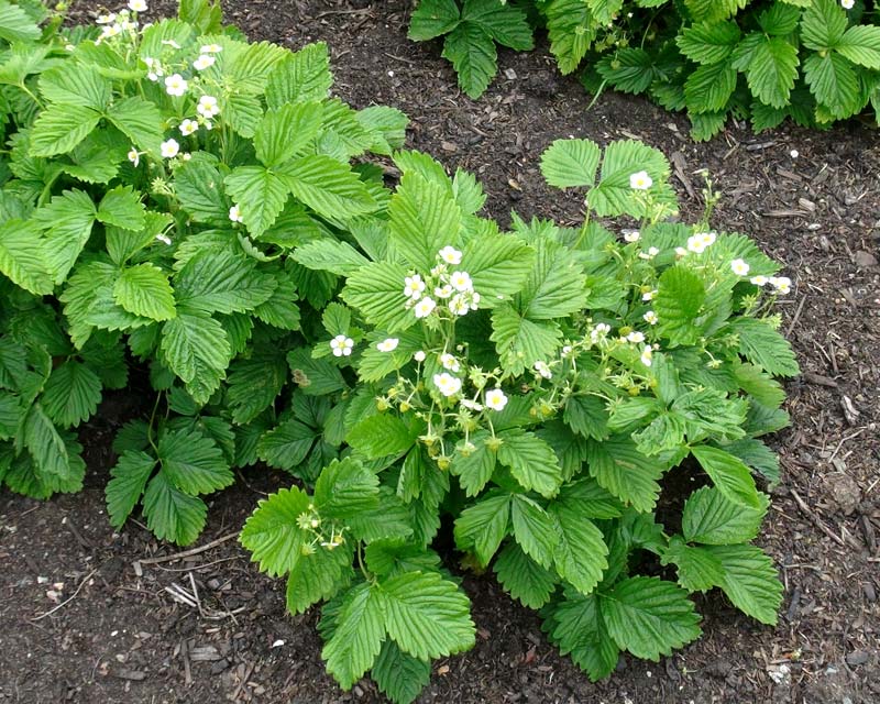 Fragaria x ananassa White Form - all garden strawberries grow well in vegetable beds