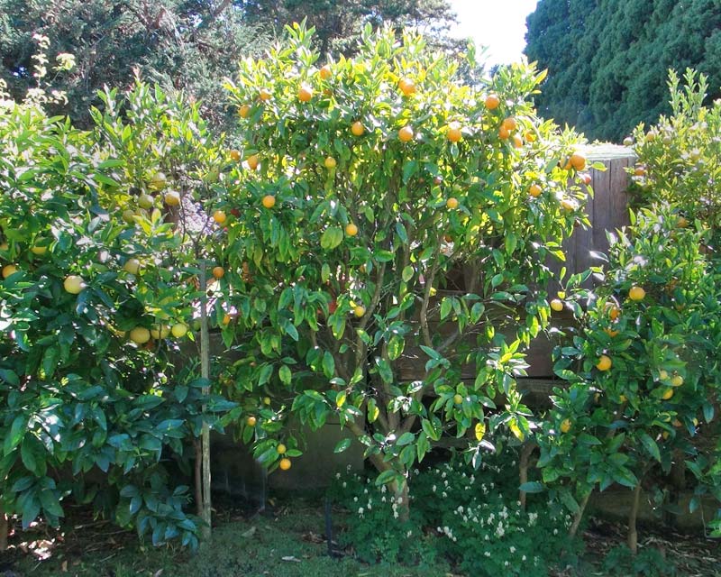 Citrus tangelo in garden setting