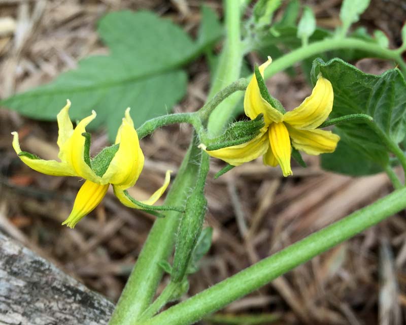 The yellow flowers of Lycopersicon esculentum