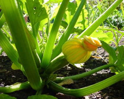 Cucurbita pepo - Zucchini forms behind the flower on the female plants