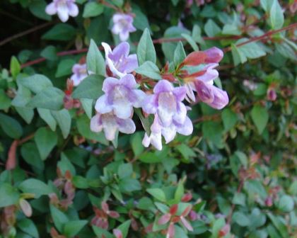 The pale mauve flowers of Abelia Schumannii