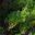 Acacia fimbriata Dwarf | GardensOnline