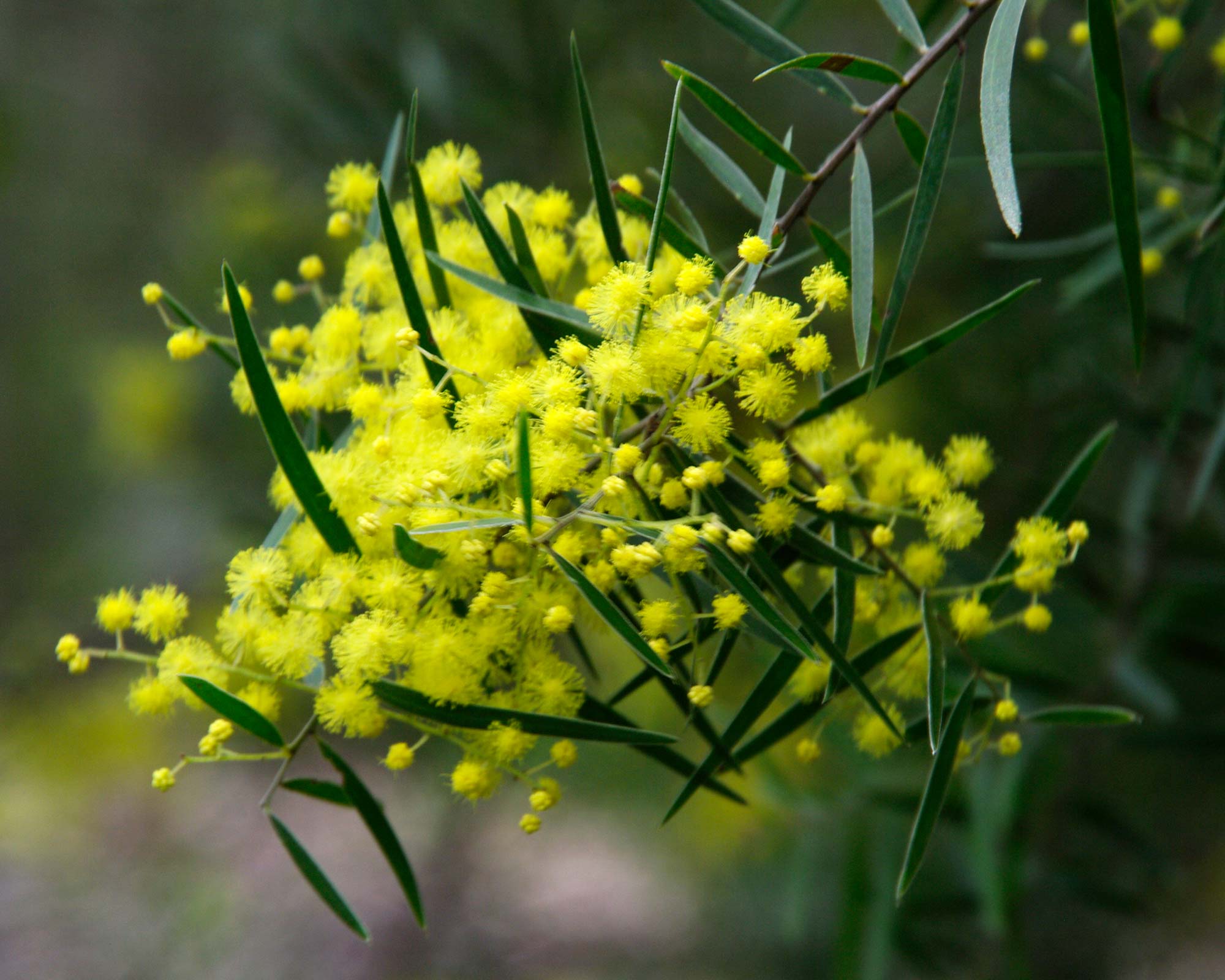 Acacia fimbriata - Fringed Wattle