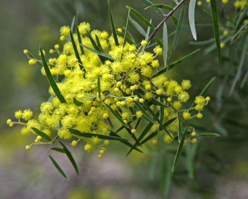 Acacia fimbriata - Fringed Wattle