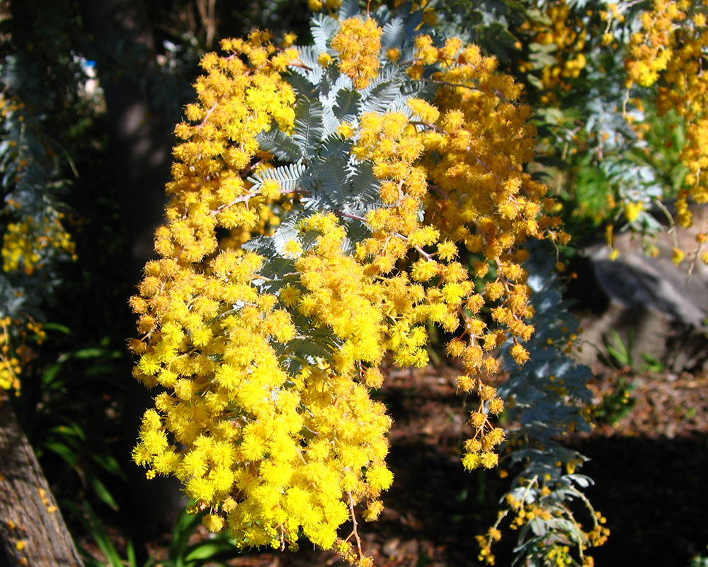Acacia Baileyana Purpurea - yellow blossom