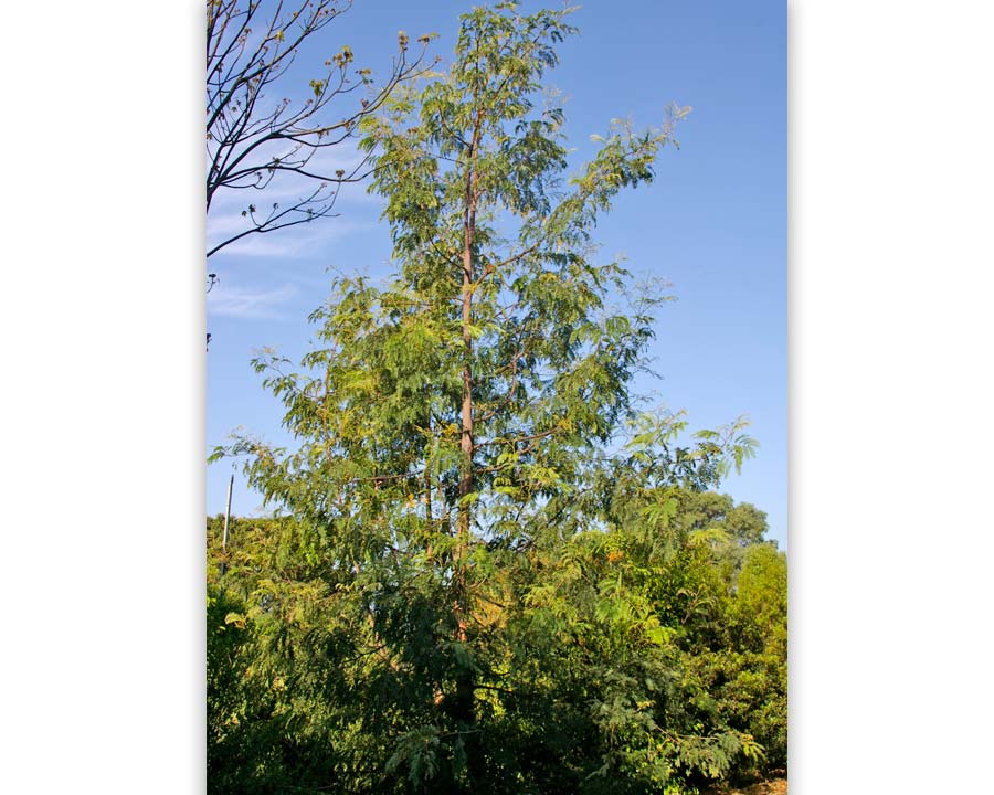 Acacia Elata - Cedar Wattle  Elata means tall