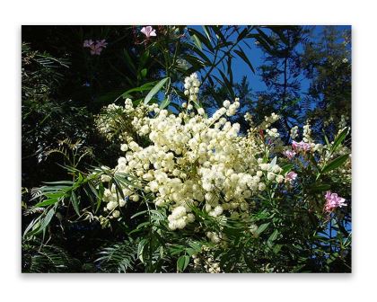 Acacia elata - sprays of creamy globular flowers