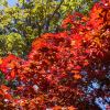 Acer palmatum 'Atropurpureum' autumn colour