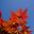 Acer palmatum 'Atropurpureum' - autumn leaves