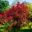 Deep red leaves of Acer palmatum 'Atropurpureum' - Bodnant Gardens, North Wales