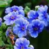 Ajuga reptans fioritura -blue flowers