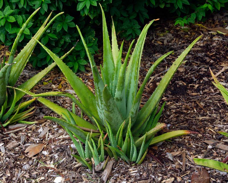 Aloe barbadensis with pups or off-sets