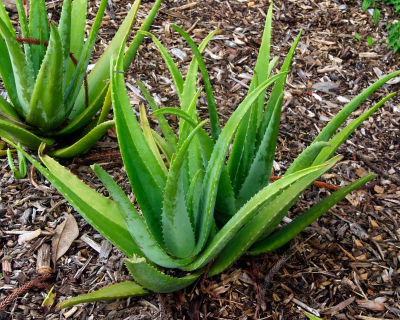 Aloe vera  GardensOnline