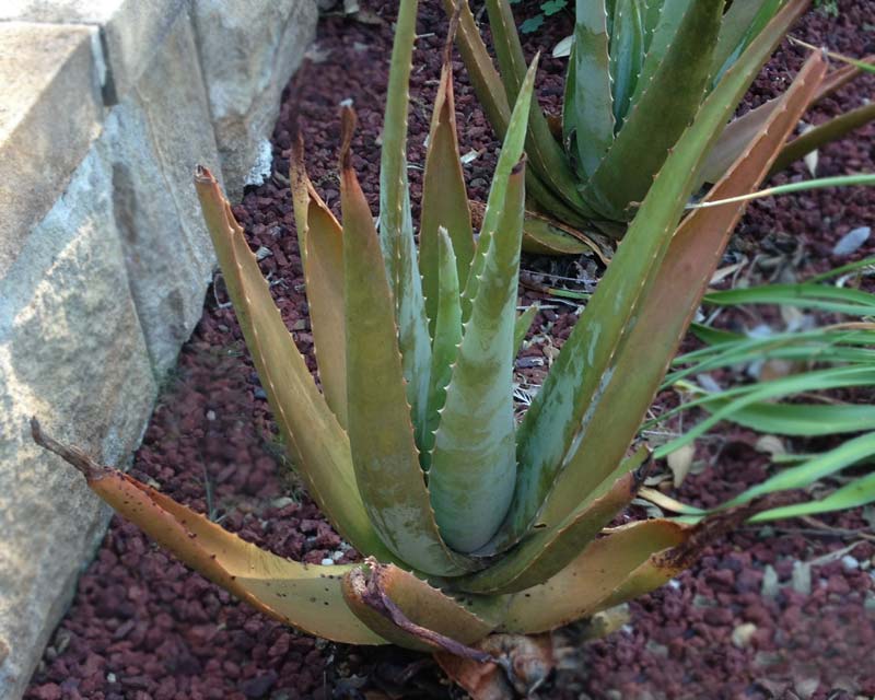Aloe barbadensis - Aoe Vera