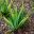 Aloe barbadensis or Aloe vera