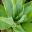 Aloe barbadensis otherwise known as Aloe vera