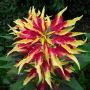 Amaranthus tricolor 