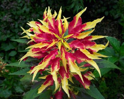 Amaranthus tricolor - with yellow and red leaves