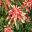Amaranthus tricolour