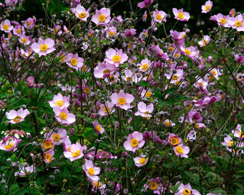 Anemone x hybrida Robustissima - Pale pink flowers