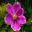 Anemone x hybrida 'Rosenschale' deep pink flowers