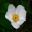 Anemone hybrid - 'Honorine Jobert' pure white flowers