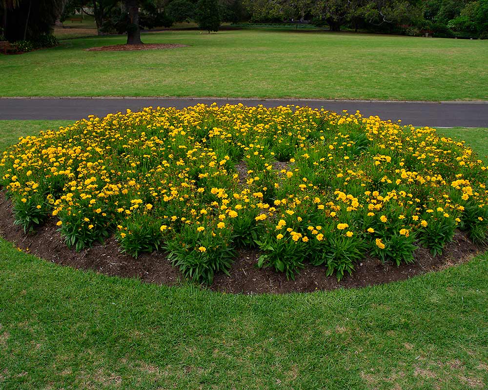 Coreopsis grandiflora .  Planted en masse at Sydney Botanic Gardens in the Domain